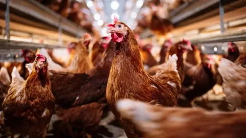Getty Images Chickens in a farm