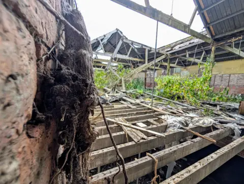 Ali Hill A section of an abandoned building with open wooden boards and plants springing out of walls