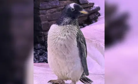 Gentoo penguin chick standing sideways and looking at the camera with ice and a wall behind it