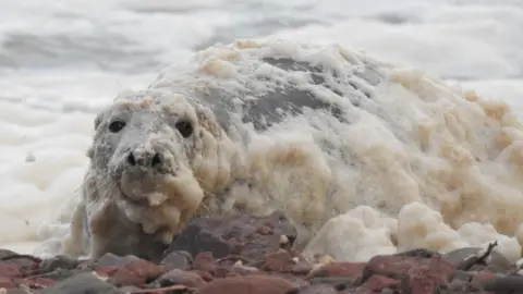 Ciaran Hatsell/National Trust for Scotland The seal is on a rocky shore and is covered large round flat pebbles. It is looking towards the camera. The seal has some foam on it that looks like the foam on a cappuccino. More foam is on the surface of the sea behind the seal.