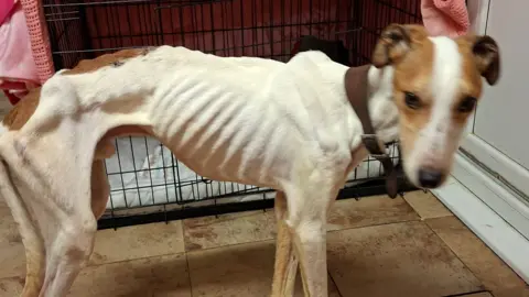 Worcestershire Regulatory Services An incredibly thin white and brown lurcher stood sideways. Its rib cage and all its bones are very visible and are protruding from its skin.