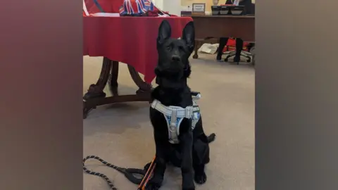 West Midlands Police Obe, a black German shepherd, is wearing a harness and sat next to a table with a red table cloth and union jack printed hats.