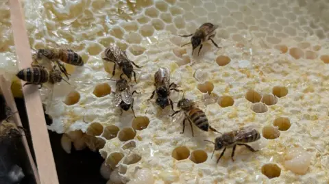 Nine honey bees sit on a piece of honeycomb which has been recovered from a hive.