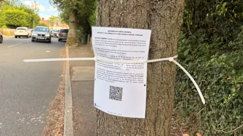A printed A4 sheet of paper is tied to a tree. The tree is growing out of the pavement. In the background, another tree takes up space on the pavement.
