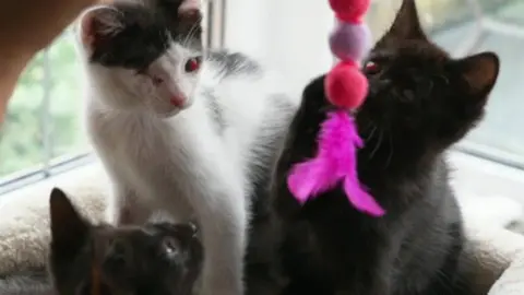 Three kittens - two black and one black and white - sit in a basket as someone dangles a brightly coloured toy made of orange and grey fluffy balls and pinl feathers between the