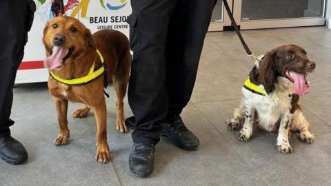 Two police dogs with their handlers.