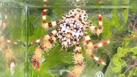 Matt Slater A brown, orange and white lobster is seen against green seaweed, it faces forwards with its claws outstretched.
