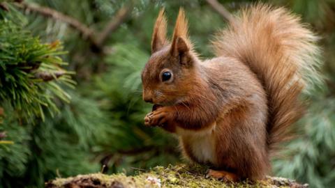 A red squirrel in a forest 