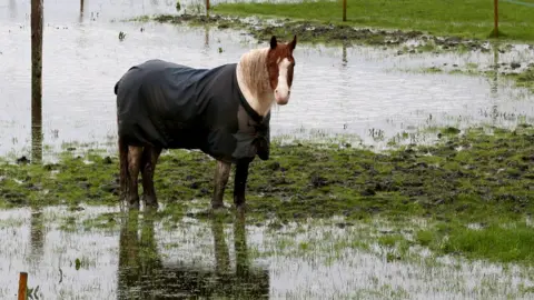 Horse standing in a flood