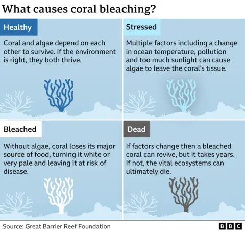 Great Barrier Reef suffers worst coral decline on record 13 A graphic showing the four stages of coral bleaching: Healthy, stressed, bleached and dead