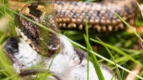 Stephen Durham An adder with a water shrew in its jaws. The snake has black and brown markings and holds the paralysed shrew in its mouth - only its upturned white belly and two front feet are visible.