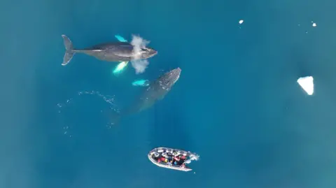 Chris Johnson/WWF/UCSC/Research under NOAA Permit Aerial image showing two humpback whales and a small research boat