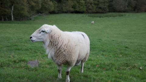 A sheep in a field