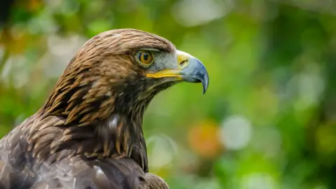 Getty Images Un águila real