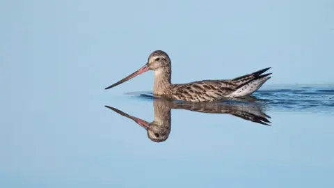 Mark James Sur un fond bleu, une barge à queue barrée glisse sur la surface lisse de l'eau de droite à gauche, les plumes de sa queue laissant une ondulation d'eau derrière elle. 