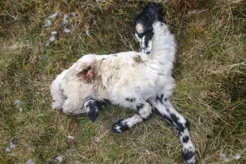 Ricky Rennie A dead lamb on Garvachy farm with an injury caused by an eagle removing an organ.