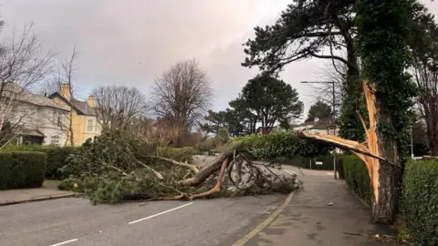 PA Media A fallen tree lies across an empty road in a residential area