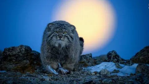 Xingchao Zhu A wild cat standing on some dark rocks with the sun behind it and a very blue sky