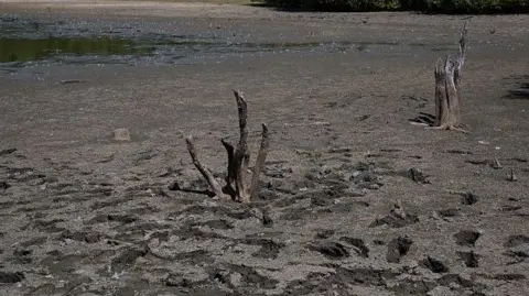 Getty Images A dry and parched pond. Old tree trunks have been exposed where the water levels are so low. 