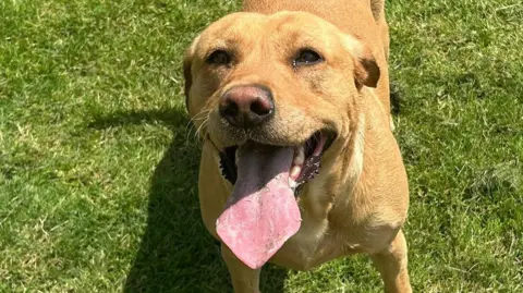 A golden Labrador with brown eyes is looking up at the camera and its long tongue is hanging out as it pants. Its tongue has grass on it and the dog is standing on a lawn.