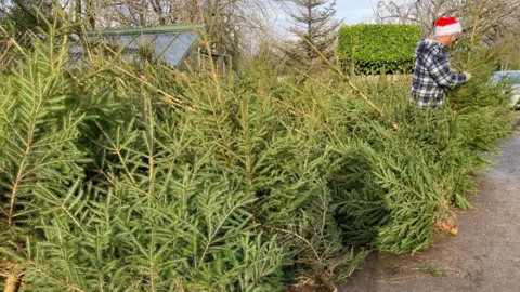 Rows of freshly cut evergreen Christmas trees are lined up along a paved outdoor area. A person wearing a red Santa hat and a checkered jacket is standing near the trees, appearing to arrange or inspect them.