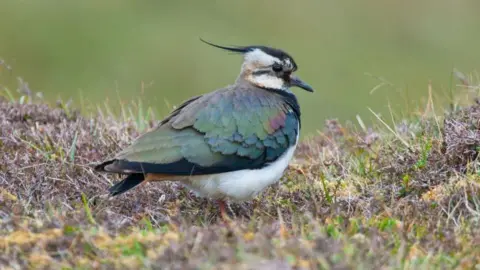 Getty Images Lapwing