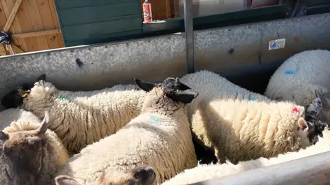White sheep in a pen. It is a sunny day.