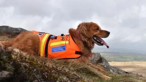 A search dog wearing a fluorescent bib lies down on top of a grassy ledge.