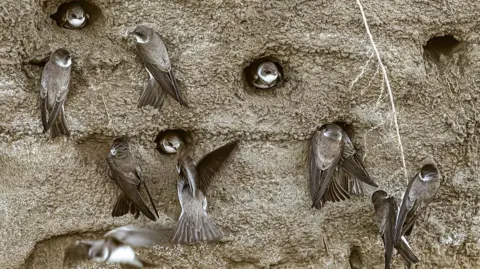 Getty Images A close-up of lots of sand martins nesting and flying into a sandy muddy bank.