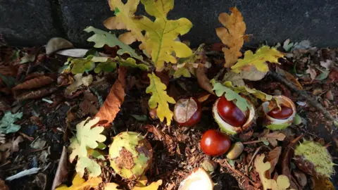 Yen Milne An autumnal scene with several conkers on the ground - some still in their casing after falling from a tree. Leaves of green and brown also fill the image.