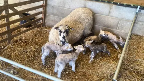A sheep standing in a straw‑covered pen with five newborn lambs gathered closely around her, inside a barn with concrete walls and wooden panels.