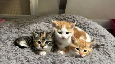 Three kittens on a soft grey furry cushion. Two kittens are white and ginger, the other one is a tabby. The three are cuddled up to each other and are looking straight at the camera. They are the epitome of gorgeous. 
