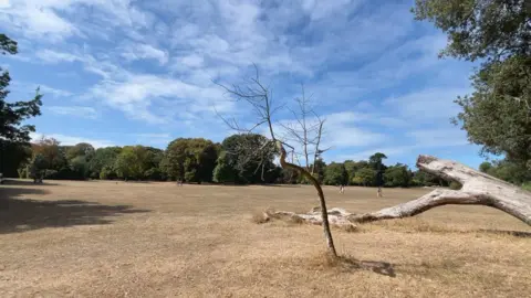 A dry, open park landscape with yellow-brown grass under a wide blue sky streaked with high altitude clouds. A small leafless tree stands in the foreground beside a large fallen pale tree trunk, while a few distant people walk across the field.