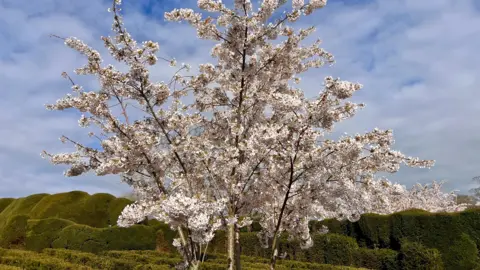WYND-Y-MILLER A tree blooms white blossom against a backdrop of green bushes and shrubbery in Staindrop, County Durham. There is a blue sky. 