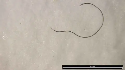 University of Sussex Polyester found in an earthworm
