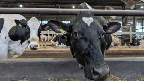 Black and white Holstein Friesian dairy cows stare at the camera in a farm building
