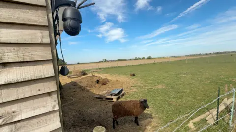 A brown sheep stands in a green paddock with straw spread around one third of it. To the left is the wall of a wooden shed. The sky is blue with cotton-wool clouds.