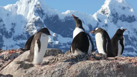 UKAHT Four penguins are stood by eachother on a large rock. Behind them in the distance are large snowy mountains.