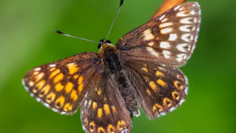 A close-up image of a brown butterfly with yellow spots on its wings