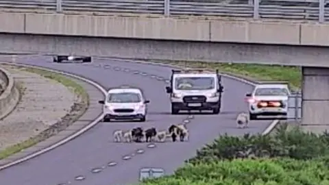 A road camera image of sheep on the dual carriageway of the A90