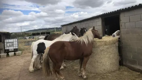 Horses eating hay at the yard in Long Clawson. There are four horses eating a round bale.