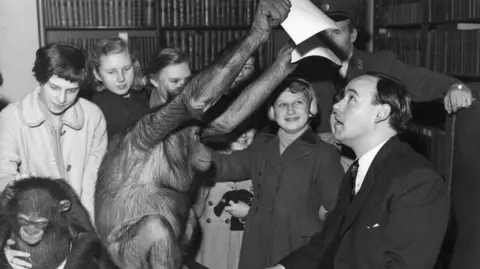 Getty Images Desmond Morris. The scene is of a school trip to London Zoo. An orangutan is holding up a piece of paper over Desmond Morris' head. It is a black and white photo.