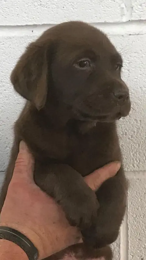 Staffordshire Trading Standards Another of the puppies sold by Butler - a dark brown dog is held up next to a wall as it looks to the left.