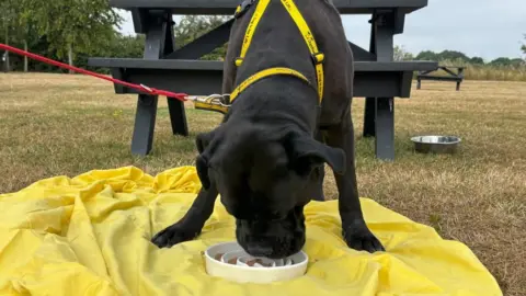 There is a black cane corso eating a frozen chicken treat inside of a white dish. He is stood half on a white cloth and half on brown grass. He is wearing a yellow harness and has a red lead. Behind him is two black benches and a silver water bowl.