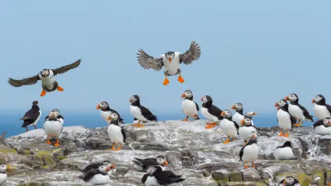 Getty Images A large group of puffins are assembled on a rocky outcrop. Two of the birds are flying. A groups of about 20 birds look on.