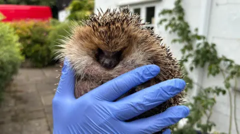 Luke Deal/BBC A person wearing blue plastic gloves holds a hedgehog. 