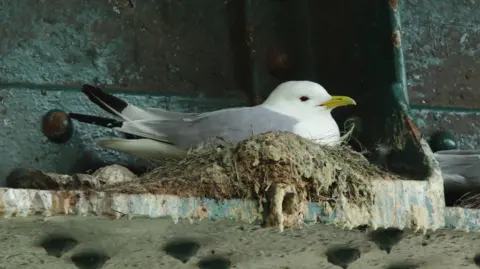 An adult kittwake, with grey, black and white feathers and a yellow beak, sits in its nest on the Tyne Bridge, which is painted green.