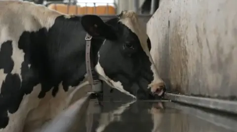 Cow, with head next to water