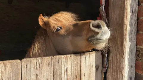 A pony struts his head out of a barn enclosure. 