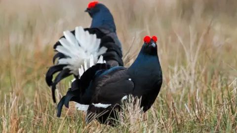 Two black male grouse stand together in grassy moorland. The birds are very visually striking, with black/dark blue feathers, a white tail and red decorative eyebrows. 